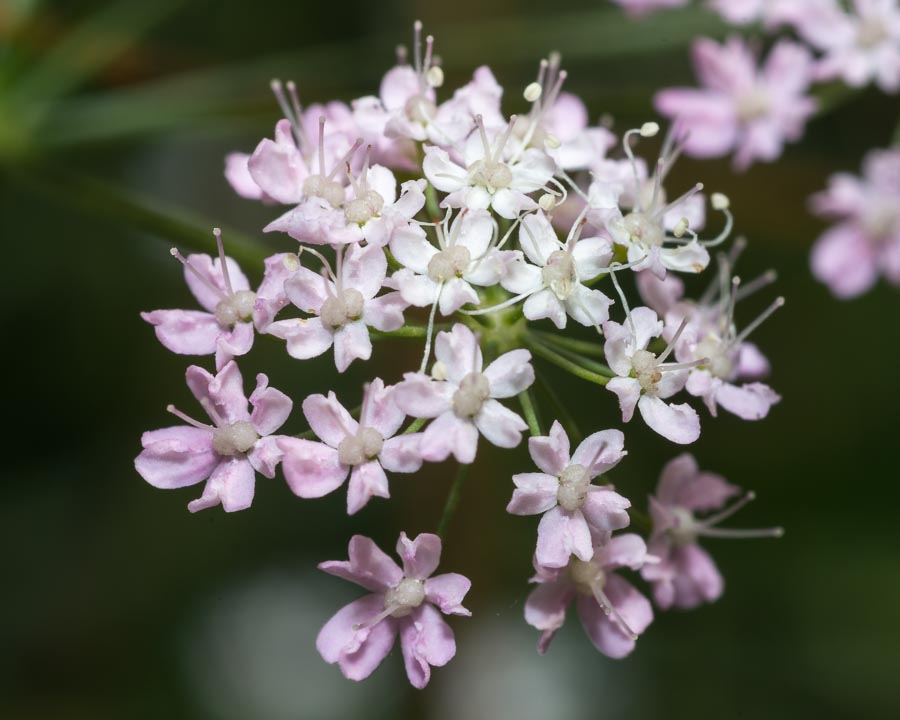 Pimpinella major / Pimpinella maggiore